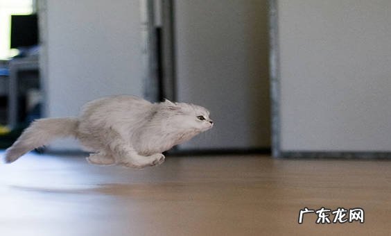 发情 为什么猫咪突然乱窜