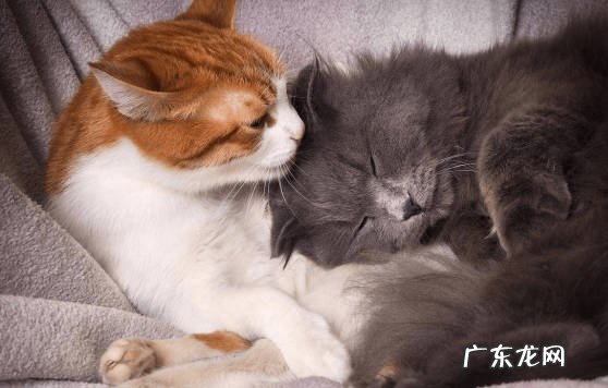 发情 为什么猫咪突然乱窜