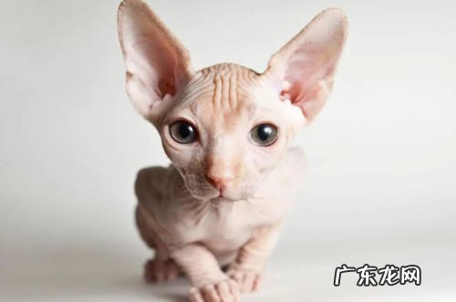 折耳猫 什么是猫界三不养
