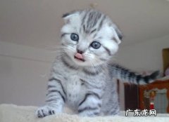 折耳猫 什么是猫界三不养