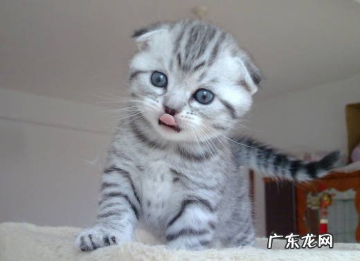 折耳猫 什么是猫界三不养