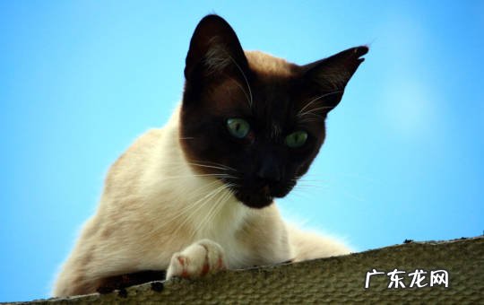 美短猫 哪些流浪猫可以带回家