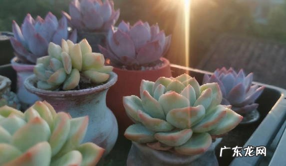 缺少光照 为什么多肉掉叶子