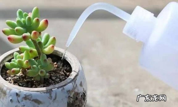 缺少光照 为什么多肉掉叶子