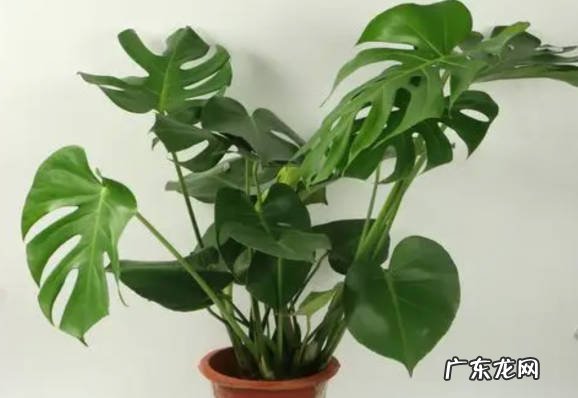 龟背竹 可以选择哪些长寿花品种