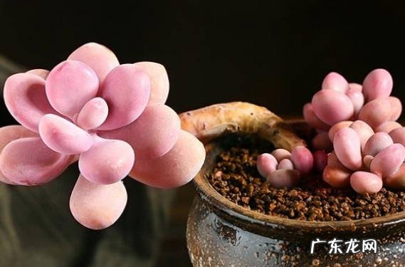 桃蛋 哪些品种的多肉是粉色的