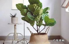 适合 琴叶榕适合家养吗