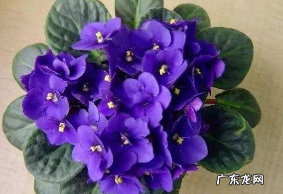 味道浓郁 紫罗兰为什么不建议放在宿舍