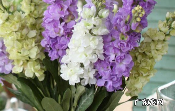 味道浓郁 紫罗兰为什么不建议放在宿舍