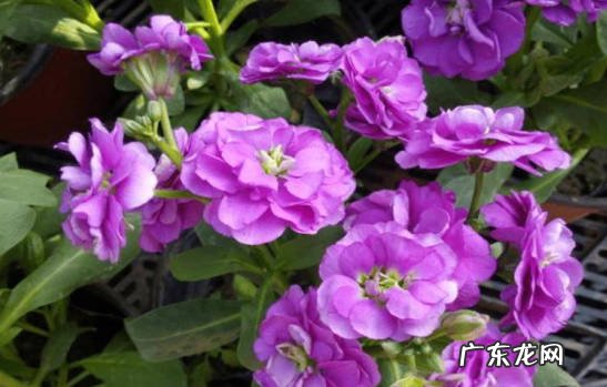 味道浓郁 紫罗兰为什么不建议放在宿舍