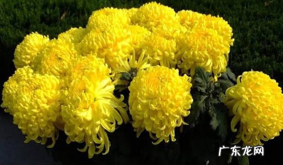 光照 菊花不开花是什么原因导致的
