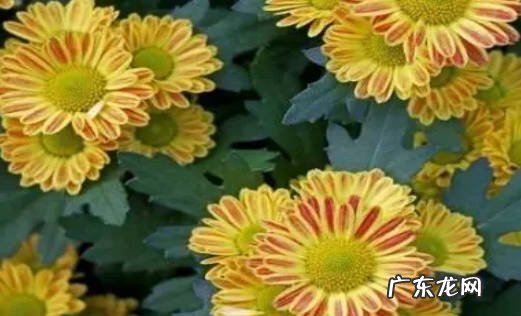 光照 菊花不开花是什么原因导致的