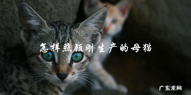 如何给刚生产的母猫提供最好的照顾?