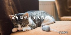 猫咪10斤重，需要多大的猫砂盆？