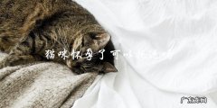 猫咪怀孕了，可以在旅行中托运吗？
