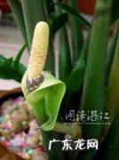怎样让金钱树更快开花