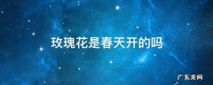 玫瑰花是春天开的吗 玫瑰花是不是春天开的花