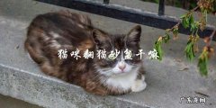 猫咪为什么喜欢翻猫砂盆？
