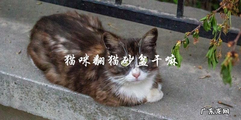 猫咪为什么喜欢翻猫砂盆?