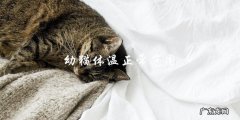幼猫体温应该在哪个范围内？
