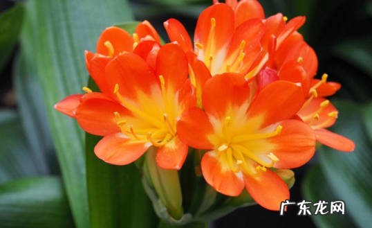 君子兰 哪些花既清雅又对健康有益