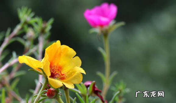 三角梅 哪些花适合在阳台暴晒