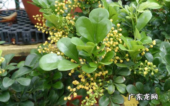 三角梅 哪些花适合在阳台暴晒