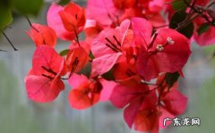三角梅 哪些花适合在阳台暴晒
