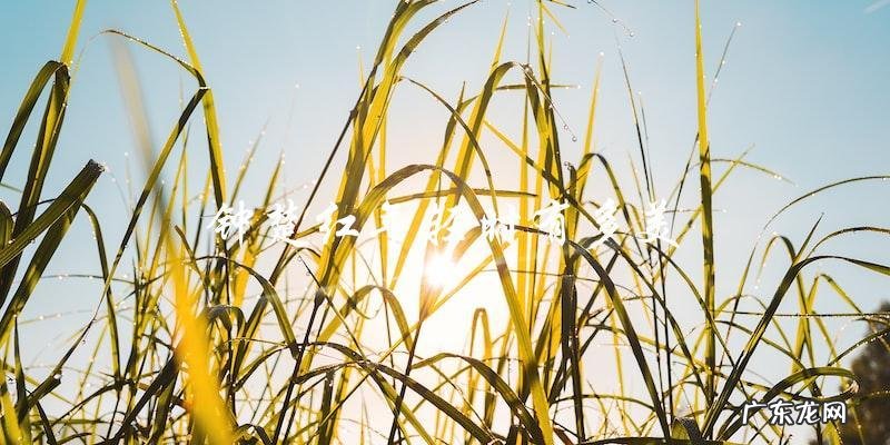 你绝对想不到！钟楚红年轻时有多美！