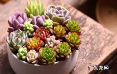 充足的养分 如何让多肉植物爆盆