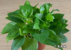 绿箩 最好养的植物品种是什么
