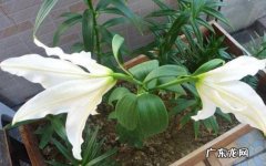 光照 百合花秋天怎么养