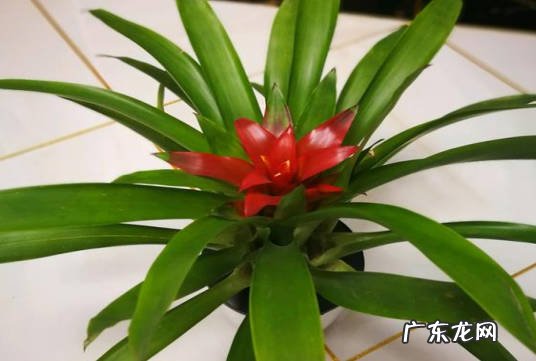 可以 鸿运当头能放室内吗
