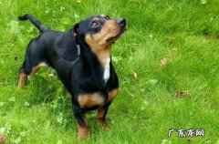 腊肠犬 哪些品种的狗狗不但便宜又好养