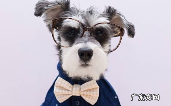 腊肠犬 哪些品种的狗狗不但便宜又好养