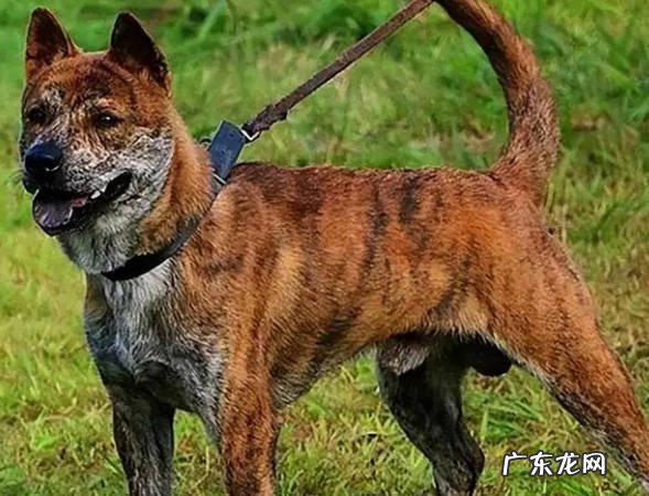 莱州红犬 哪些是受欢迎的中华田园犬