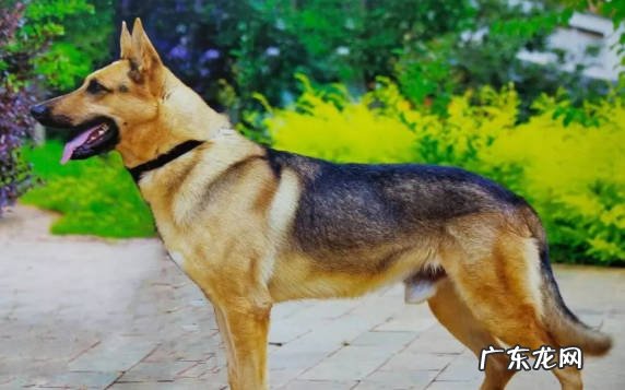 莱州红犬 哪些是受欢迎的中华田园犬