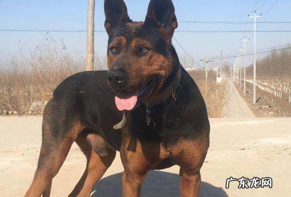 莱州红犬 哪些是受欢迎的中华田园犬