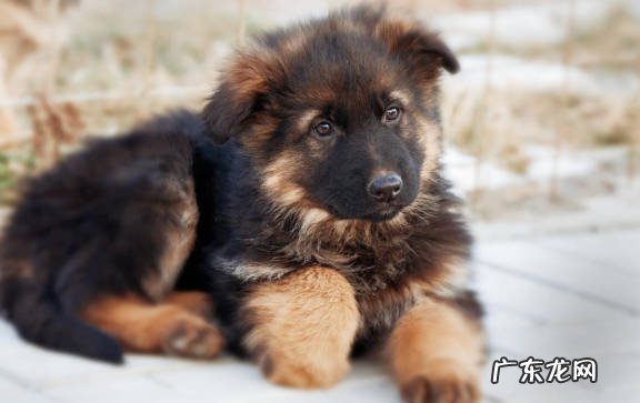 德国牧羊犬 哪些狗狗不易走丢