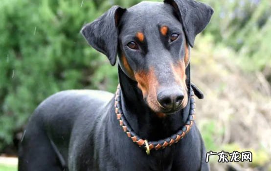 德国牧羊犬 哪些狗狗不易走丢