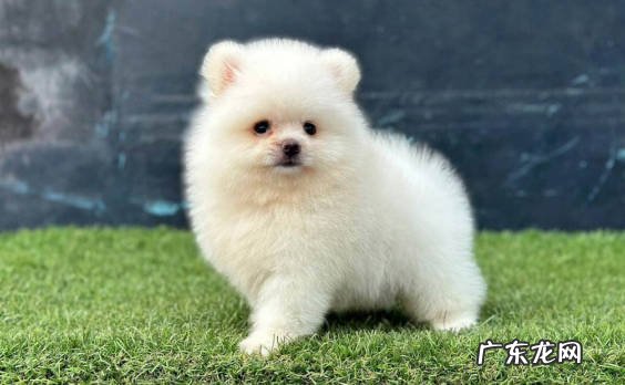 德国牧羊犬 哪些狗狗不易走丢