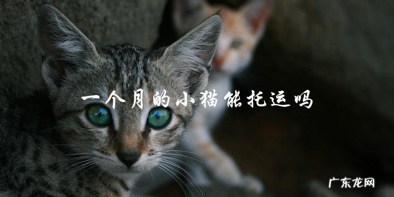 一个月大的小猫可以进行航空托运吗?