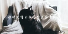 为什么没有公猫的情况下母猫会生孩子？