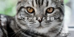 如何一步一步地画出大蓝猫？