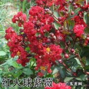 红火球紫薇怎样才能长得快一点