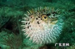 生物富集，鱼怎么吃才安全
