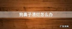狗狗的鼻子烂了该怎么办? 狗鼻子溃烂怎么办