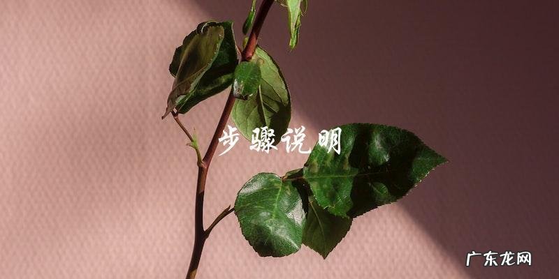 视频教程:简单又美味的个头大鲍鱼做法