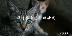 猫咪是否能够自己学会使用猫砂？