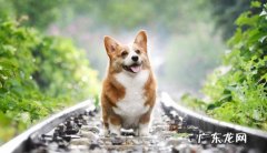 八哥犬 哪些是深受大家喜爱的狗狗